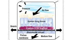 Mechanobiology - Human Airway-on-a-Chip