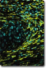 Study on using drugs as optical molecular reporters 