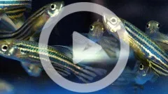 Zebrafisch