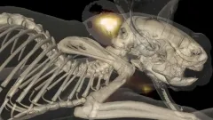 Three-dimensional rendering of bones and skin of a mouse with a neck tumor based on XCT data and fluorescence signal based on FMT-XCT reconstruction.