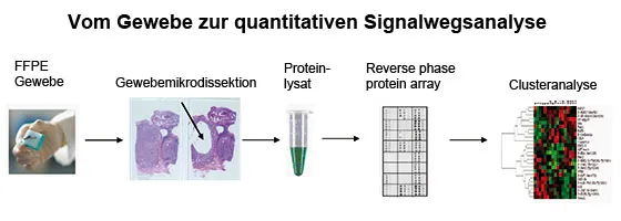 Vom Gewebe zur quantitativen Signalwegsanalyse